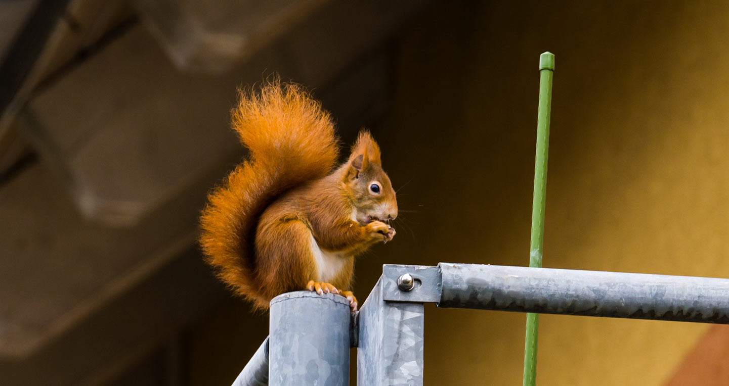 Ecureuil sur une balustrade d'immeuble